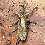 Lixus species